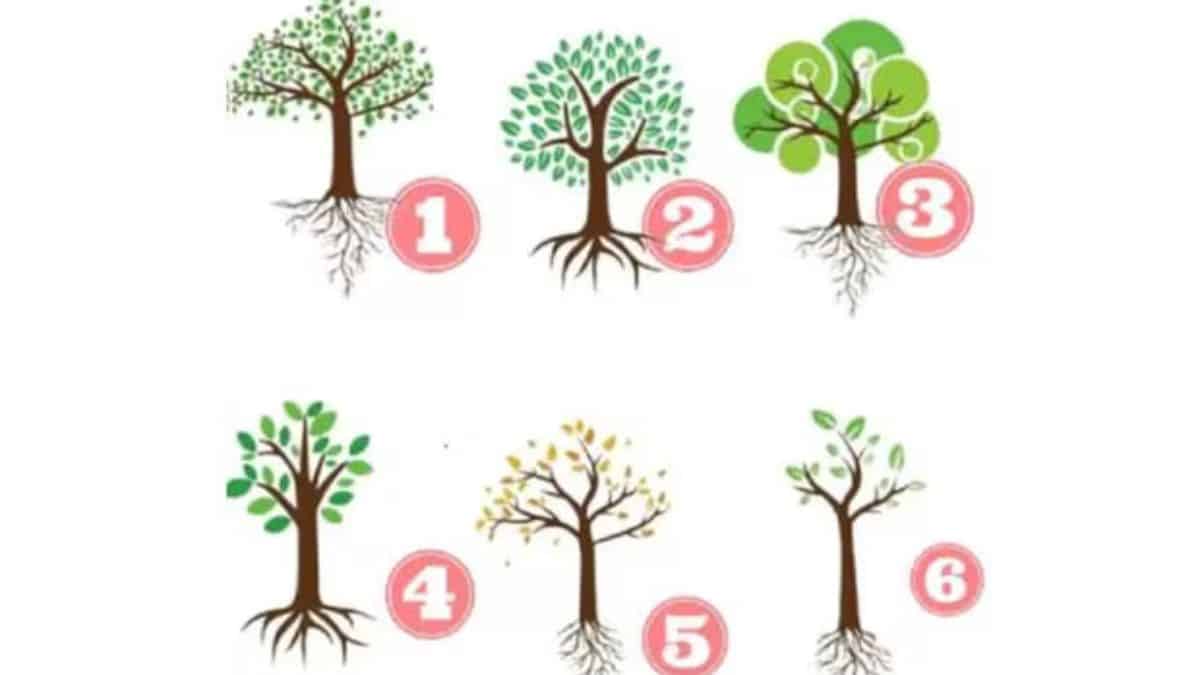 Test de personnalité l arbre que vous choisissez révèle votre façon d