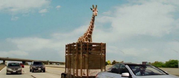 very-bad-trip-girafe-afrique-du-sud-720x315.jpg