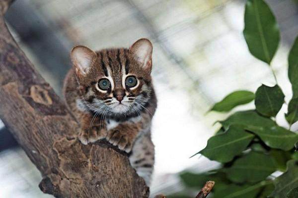 Decouvrez Le Chat Rubigineux Le Plus Petit Du Monde Pas Plus Grand Qu Un Chaton Ordinaire