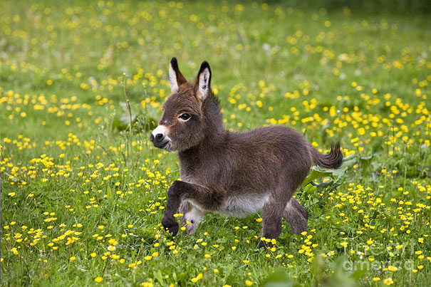 L Instant Mignon Du Jour Avec Ces Bebes Anes