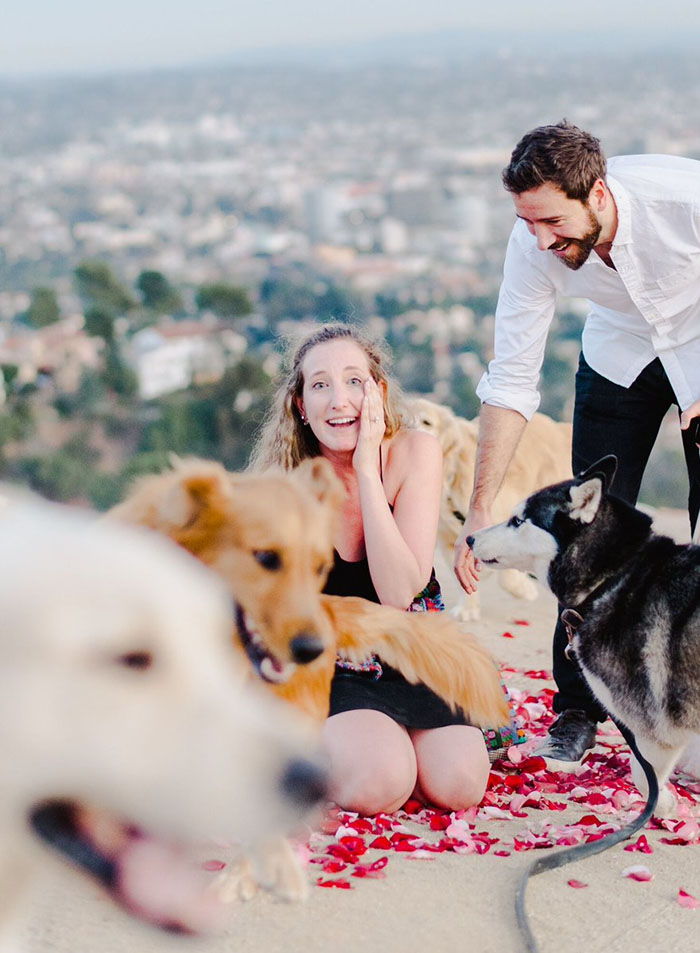 Une superbe demande en mariage avec 16 chiens -