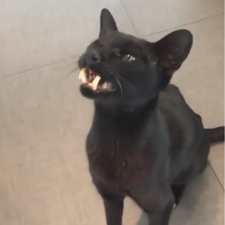 Monkey Le Chat Avec Des Dents De Vampire