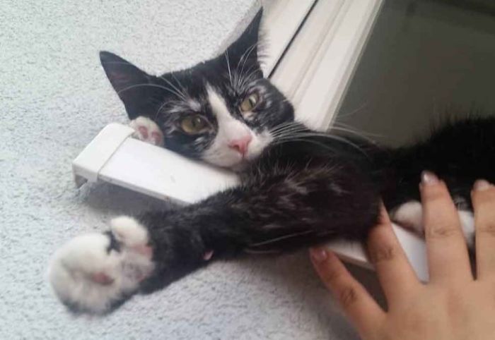 Une Femme A Recueilli Un Chaton Ayant Le Vitiligo Maintenant La Couleur Noire De Son Pelage A Mue En Blanc Tuxboard