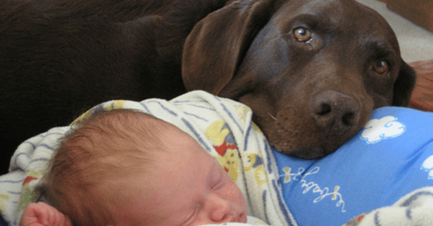 Un Chien Heroique Defend Et Sauve Un Bebe D Une Nounou Dangereuse