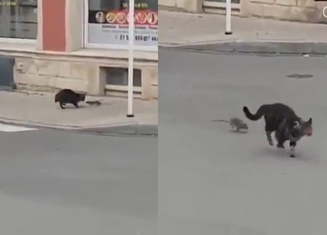 Quand Ca Devient La Souris Qui Chasse Le Chat Rien D Autre Ne Nous Surprendra Jamais