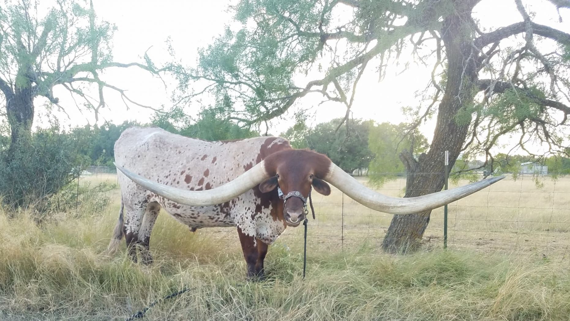 Une Vache Texas Longhorn Bat Le Record Des Cornes Les Plus Longues Au ...