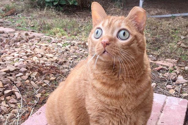 Ce Chat Aux Yeux Etrangement Globuleux Est La Nouvelle Coqueluche D Instagram