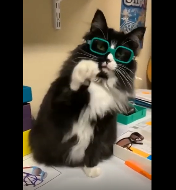 La Reaction Amusante De Ce Chat Qui Met Des Lunettes Pour La Premiere Fois Tuxboard