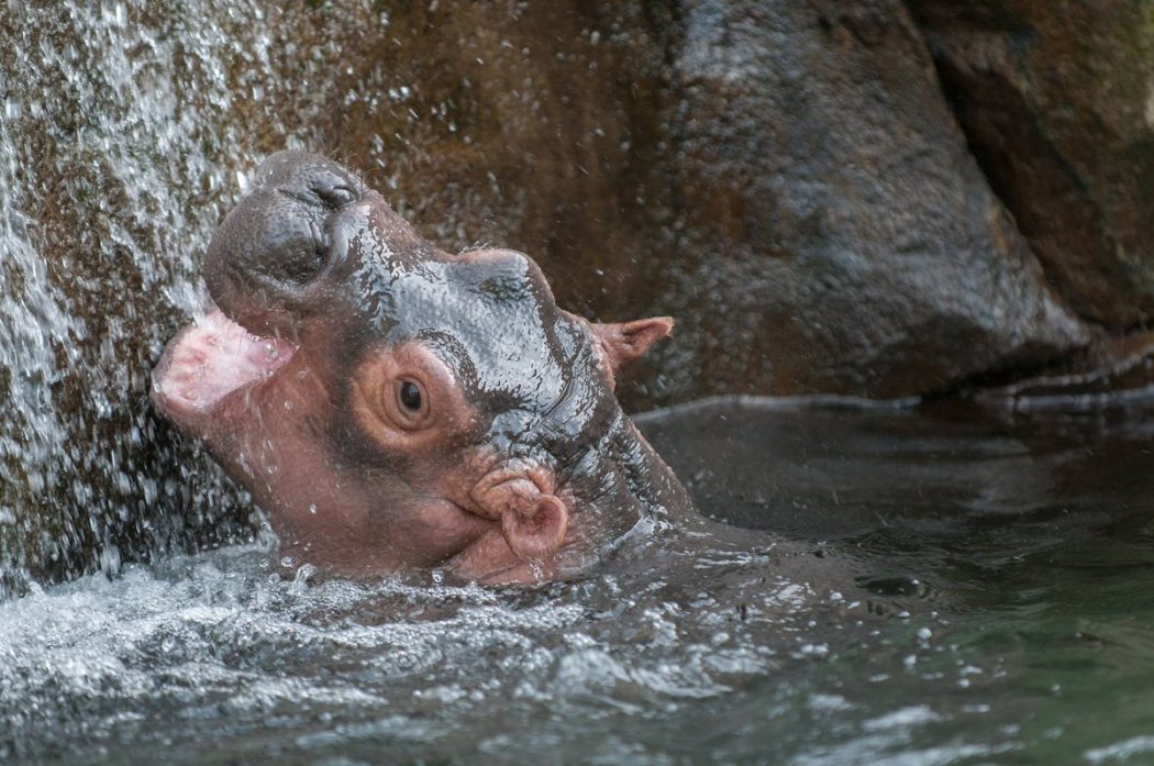 Video Ce Bebe Hippopotame Saute Hors De L Eau Avec La Grace D Une Baleine