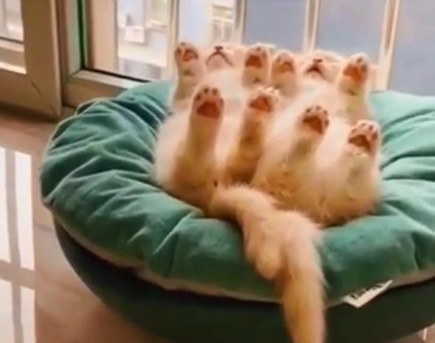 Comme C Est Mignon Mais Aussi Flippant Ces Deux Chats Dorment Paisiblement Sur Le Dos Avec Les Pattes En L Air Tuxboard