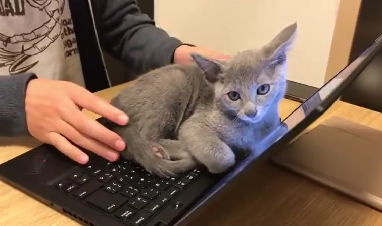 Pas Facile De Travailler En Teletravail Quand On Possede Un Chat Qui Aime La Chaleur Des Calins D Ordinateurs Tuxboard