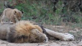 Ce jeune lionceau cherche ardemment l’attention de son père qui dort pour jouer avec lui