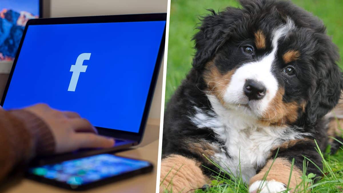 Alerte arnaque: ne vous faites plus avoir par cette fausse histoire de chien écrasé qui fait des ravages sur Facebook !