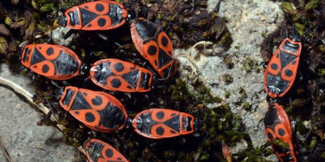 Voici pourquoi ces insectes rouges envahissent nos jardins et comment s'en débarrasser !