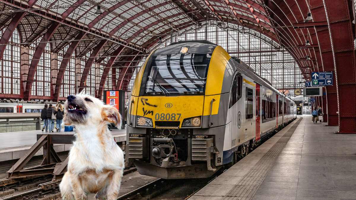 Un Conducteur De Train Stoppe Tout Pour Sauver Un Chien Perdu Près Des ...