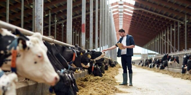 Un agriculteur doit payer 106 000 euros à ses voisins à cause de l'odeur de ses vaches