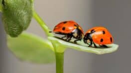 L'astuce pour attirer les coccinelles dans son jardin et exterminer tous les pucerons