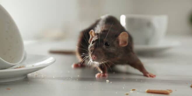 L’astuce géniale de la bouteille en plastique pour éloigner les rats de votre maison