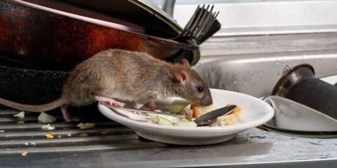 L'astuce géniale du papier d’aluminium pour éloigner les rats de chez vous