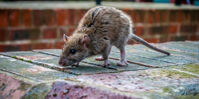 Ne mettez plus ces 8 plantes dans votre jardin elles attirent les rats