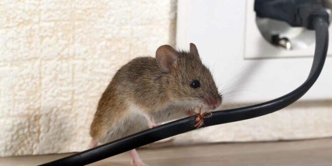 Adieu les souris dans la maison avec cette potion maison facile à faire