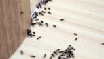 Astuces maison imparables: éliminer les fourmis pour toujours
