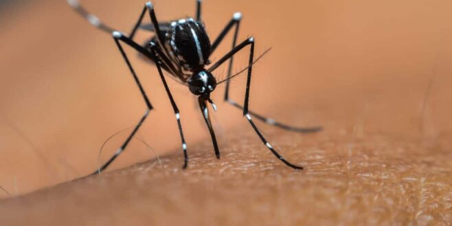 Ce qui attire vraiment les moustiques et pourquoi ils vous piquent ?
