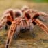Cette araignée la plus dangereuse au monde selon la science