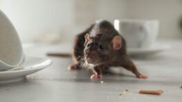 Cette astuce naturelle et efficace pour se débarrasser des rats pour toujours