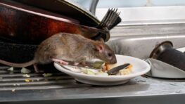 L’ingrédient idéal pour faire fuir tous les rats et toutes les souris de chez vous