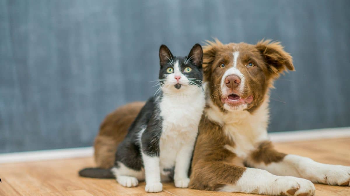 Si des chats ou des chiens ont ce comportement ils ont un gros souci de santé