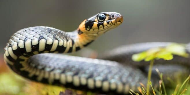 8 choses présentes dans votre jardin qui attirent les serpents
