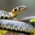 8 choses présentes dans votre jardin qui attirent les serpents