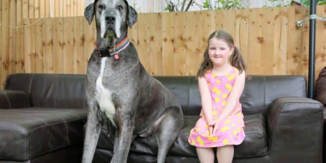Ce chien est le plus grand du monde et mange 2,5 kg de nourriture