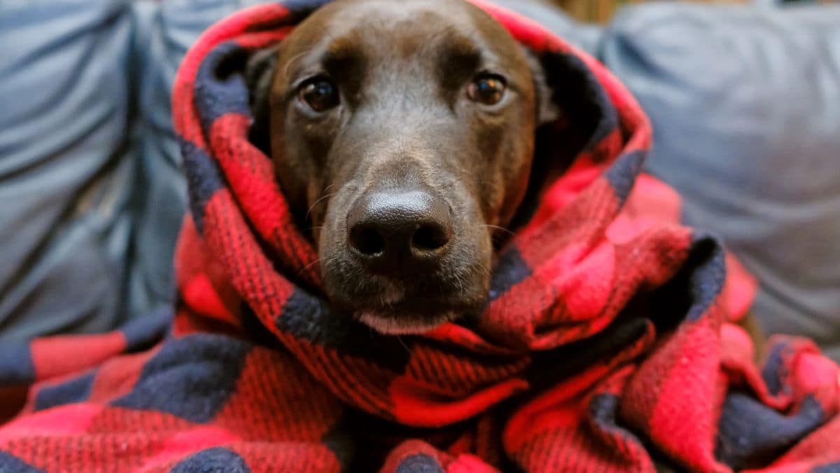 Ces 3 races de chiens détestent le plus le froid