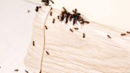 Ces odeurs qui attirent les fourmis chez vous l'été