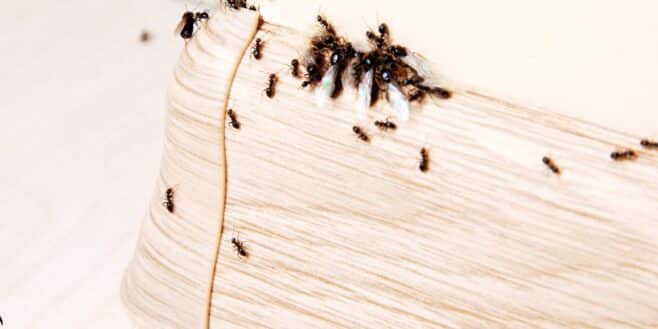 Ces odeurs qui attirent les fourmis chez vous l'été