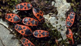 Ces petites bêtes rouges envahissent la France, les meilleures astuces pour les faire fuir