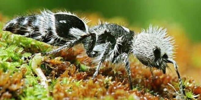 Cet insecte envahit nos jardins et il est très dangereux pour les animaux