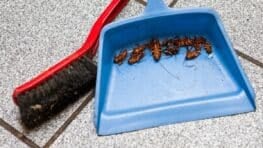 La seule plante à avoir dans la cuisine pour exterminer les cafards