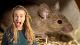 Les 3 meilleurs pièges faits maison pour ne plus jamais avoir de rats et de souris