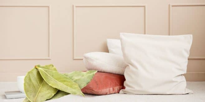 Les effets hallucinants de mettre des feuilles de laurier sous votre oreiller