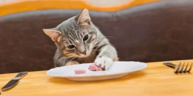 5 aliments à ne plus donner à votre chat ils pourraient le tuer