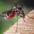 Attrapez les moustiques grâce à ce piège qui imite l'odeur humaine