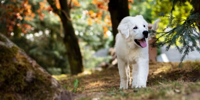 Ces conseils géniaux pour éviter le coup de chaleur au chien