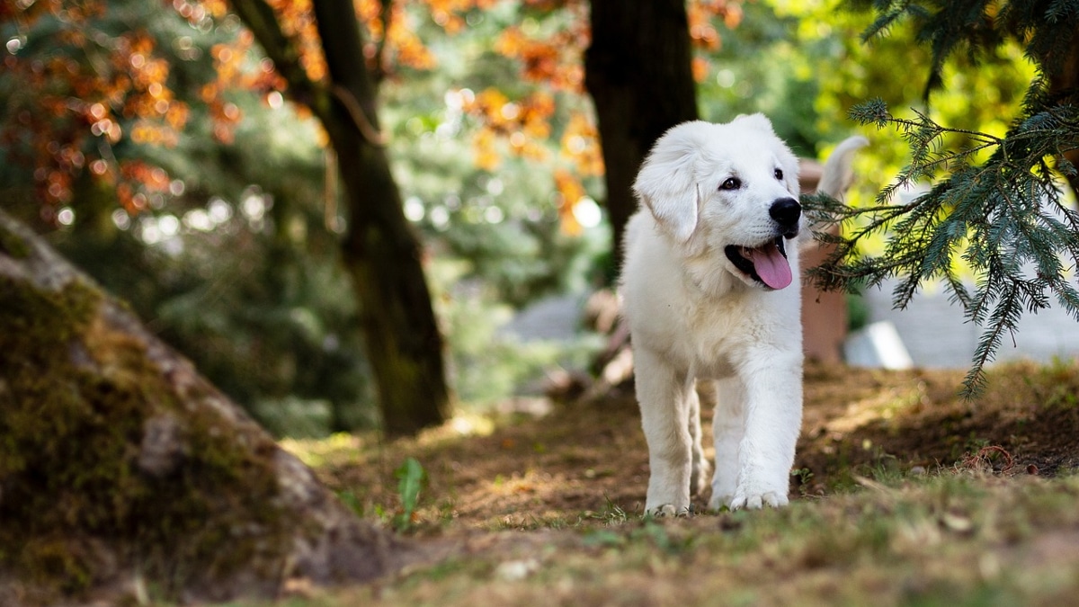 Ces conseils géniaux pour éviter le coup de chaleur à votre chien