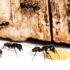 Cette nouvelle espèce de fourmi envahit la France et fait dénormes dégâts