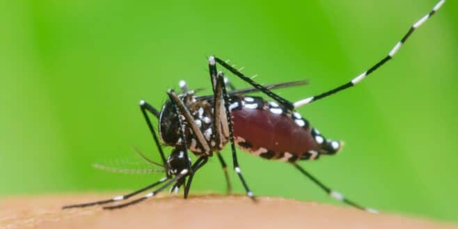 Cette nouvelle maladie mortelle transmise par les moustiques fait déjà plusieurs victimes