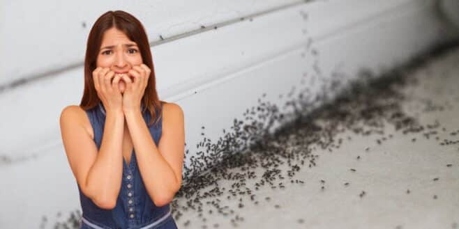 Cette odeur attire les fourmis et comment éviter une invasion