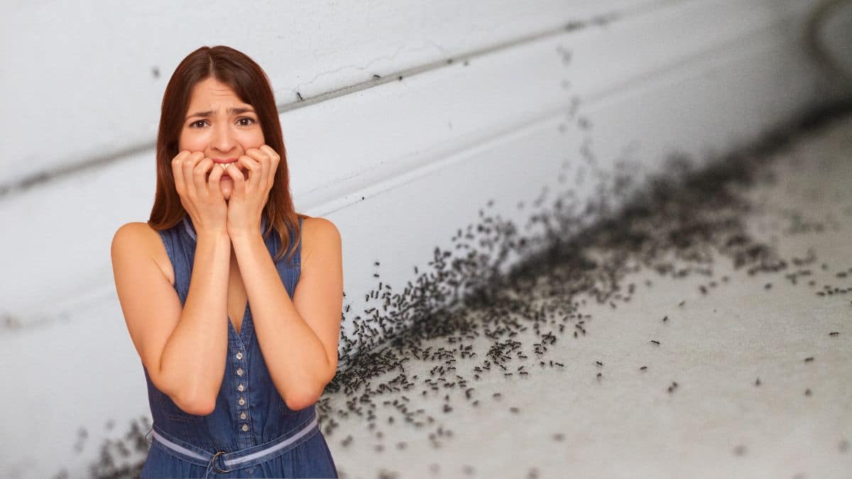 Cette odeur attire les fourmis et comment éviter une invasion